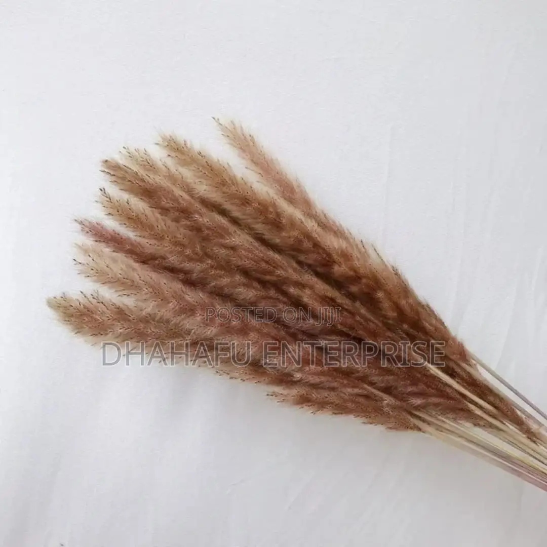 Dried Mini Pampas Grass (10pcs)