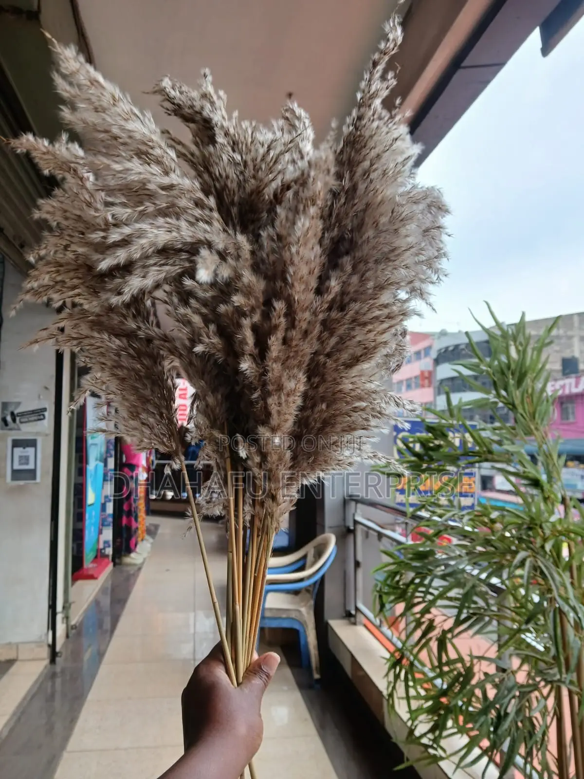 Dried Mini Pampas Grass Bunch – Natural Boho Decor | 10 Stems