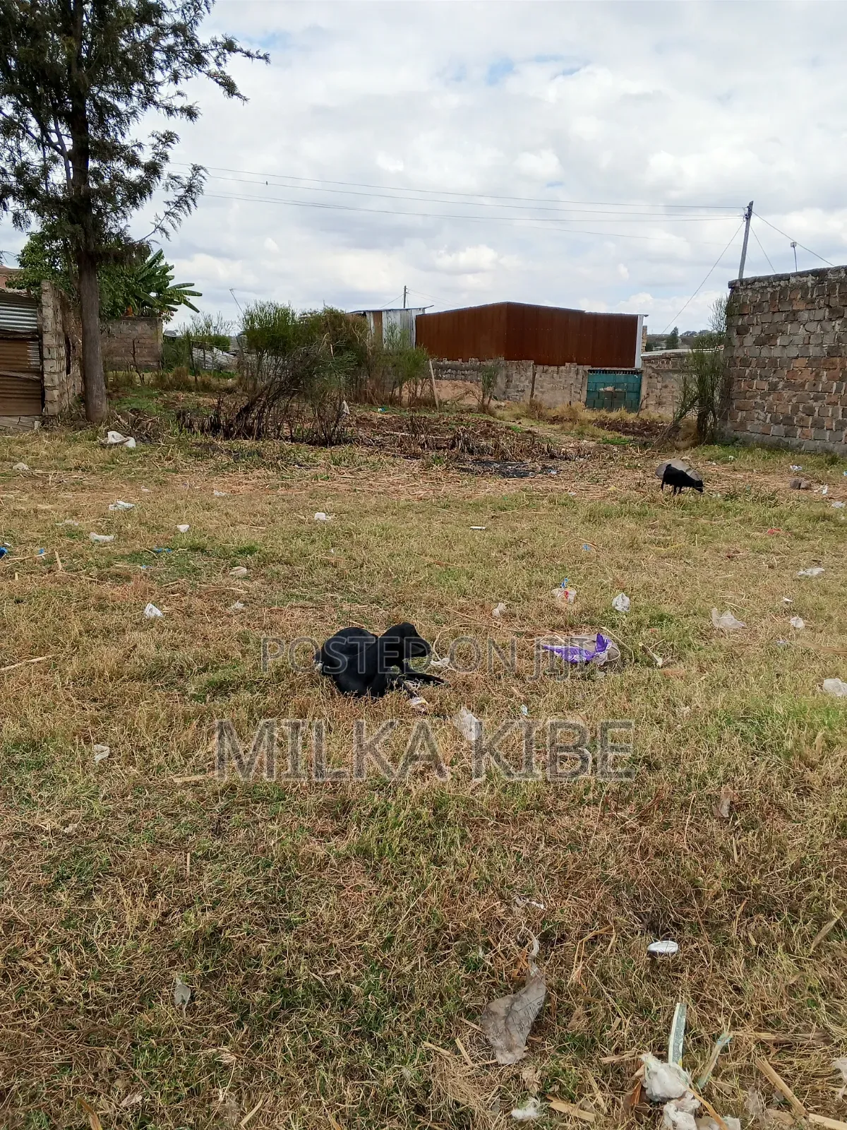 Kiganjo Mali Town Center Plot