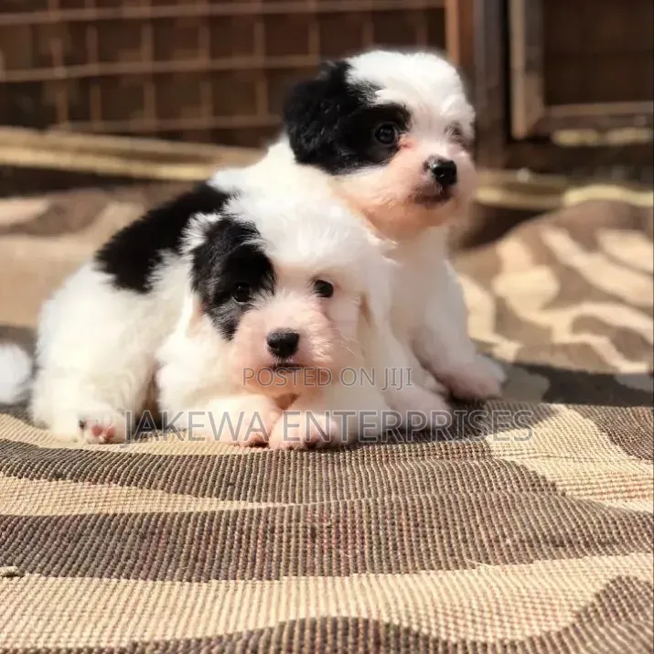 1-3 months Male Purebred Havanese