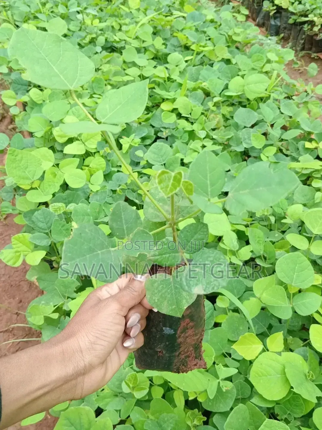 Erythrina (Coral Tree Family, Fabaceae) Deciduous Tree Seedlings