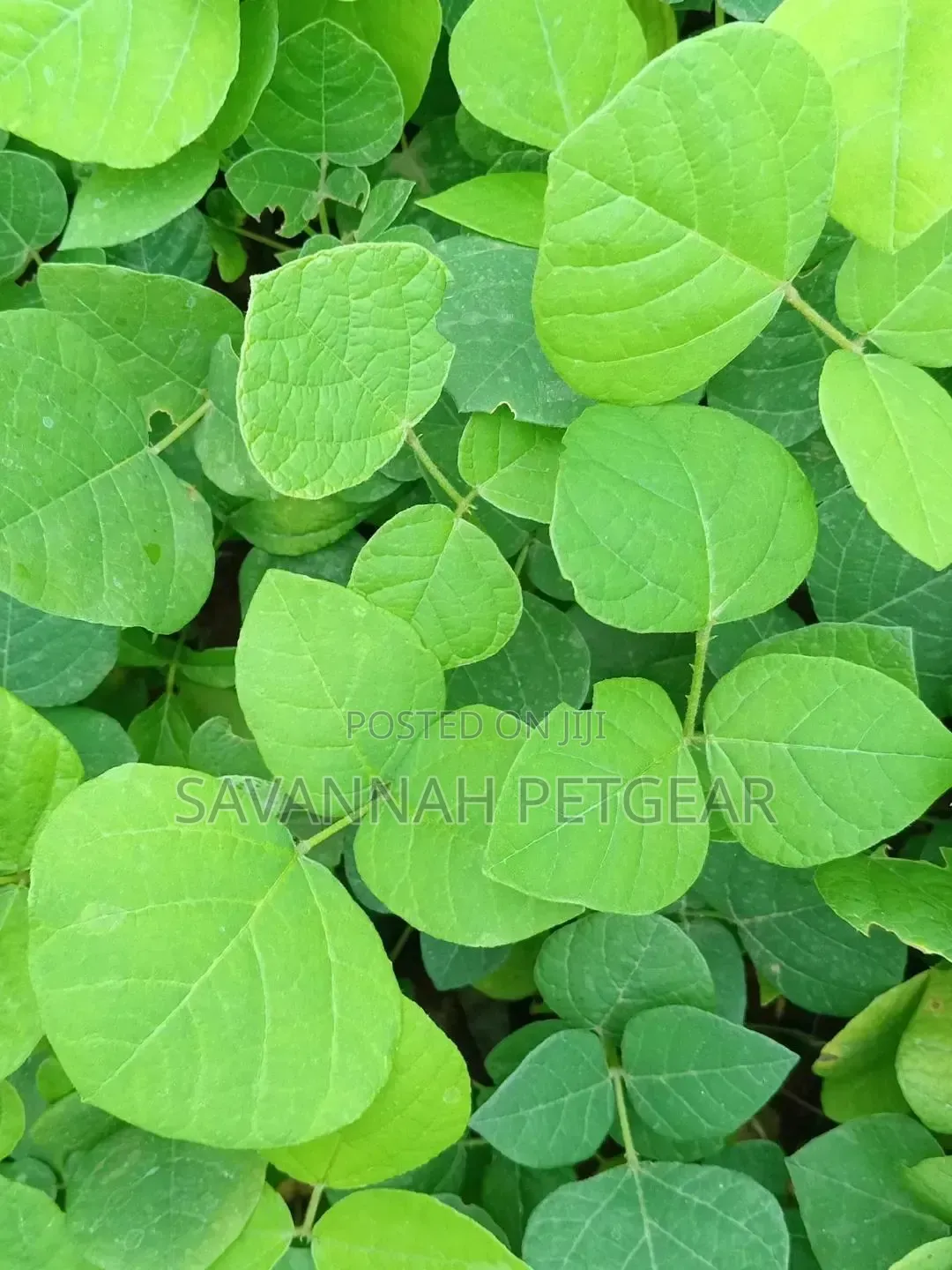 Erythrina (Coral Tree Family, Fabaceae) Deciduous Tree Seedlings