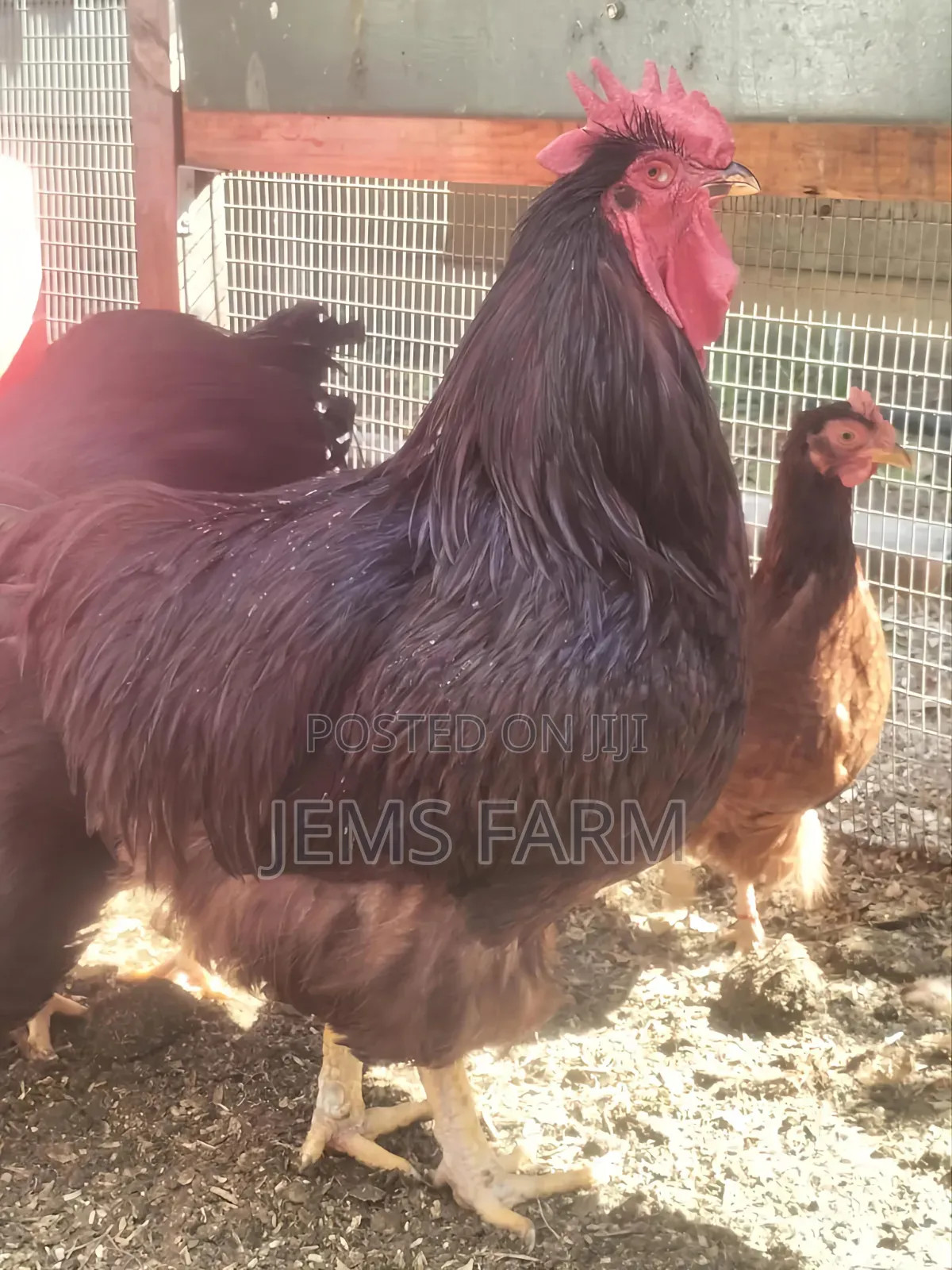 Fertilised Rhodes Island Red Eggs for Hatching
