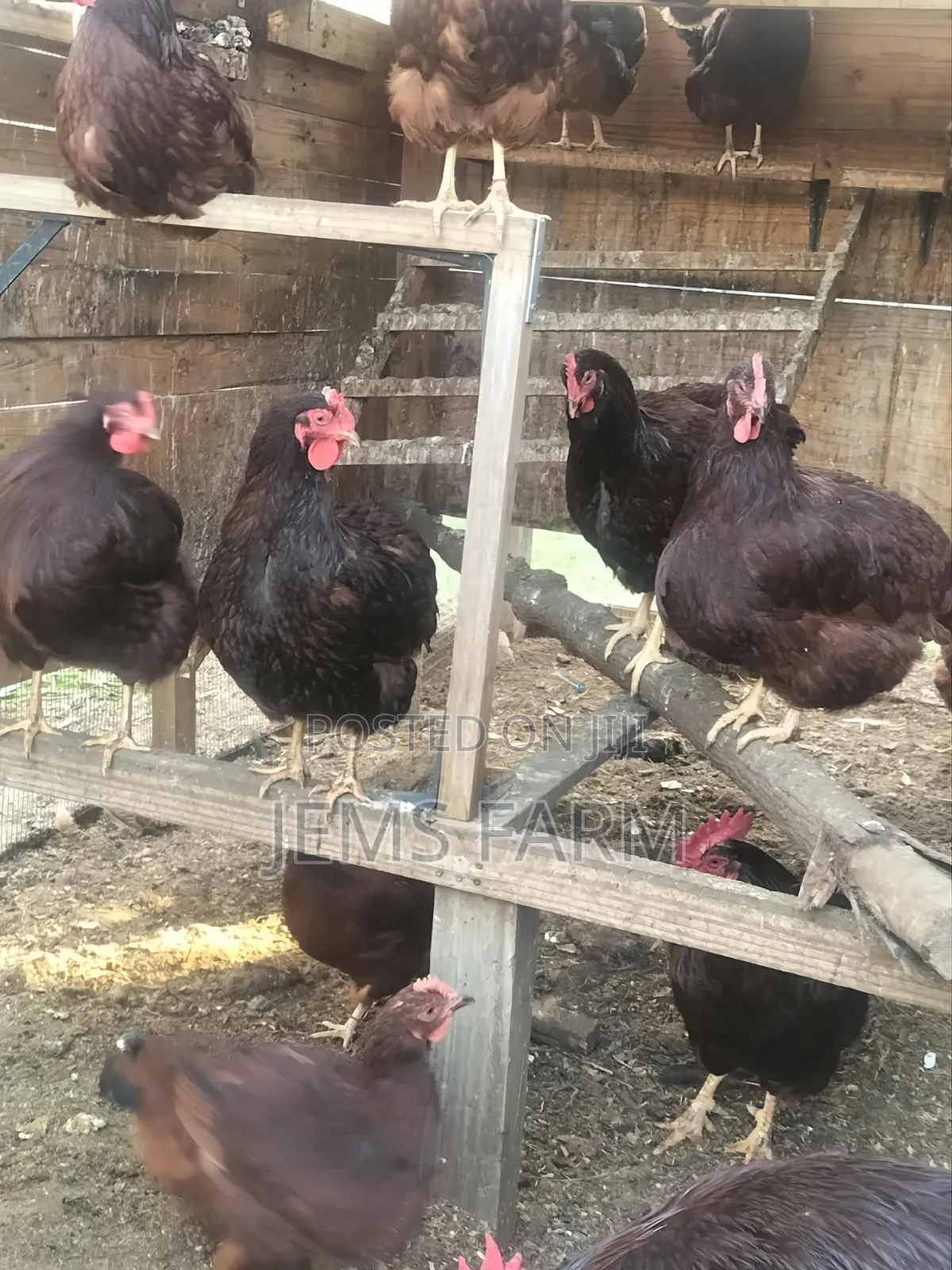 Fertilised Rhodes Island Red Eggs for Hatching