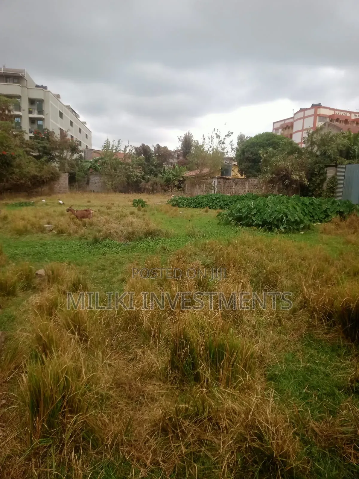 Commercial Half an Land on Sale at Juja -Near JKuat