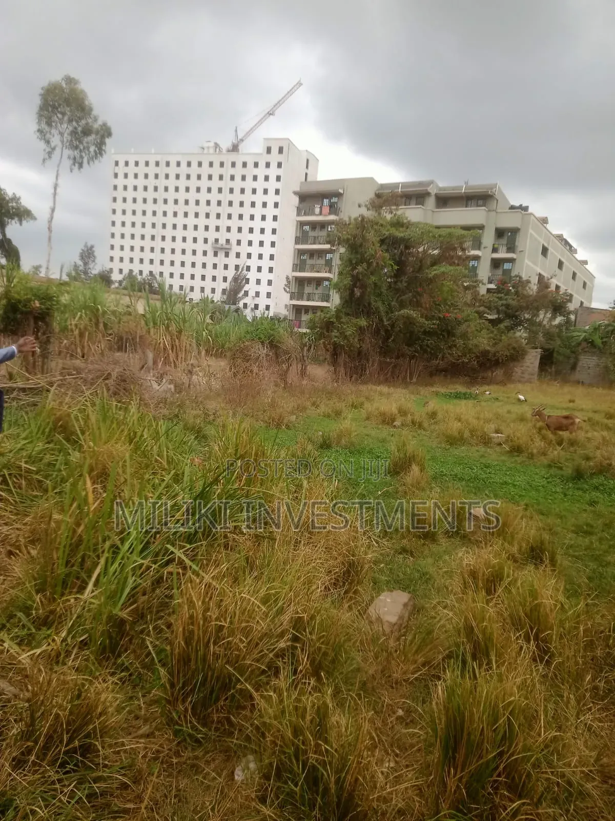 Commercial Half an Land on Sale at Juja -Near JKuat