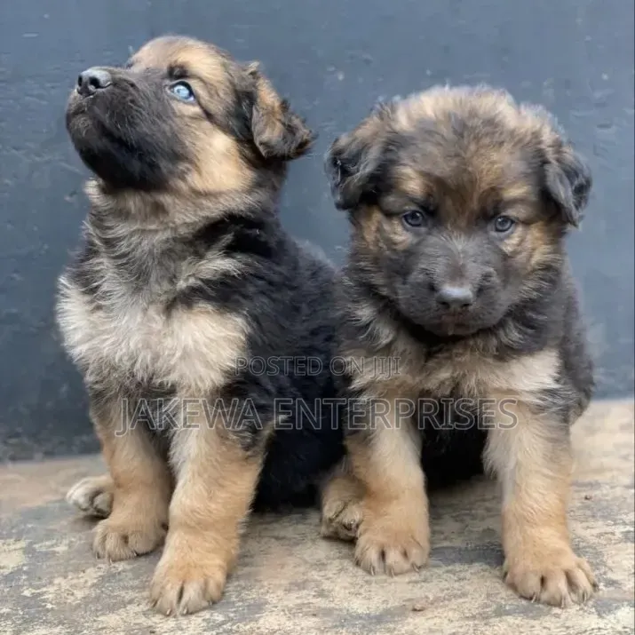 1-3 months Male Purebred German Shepherd