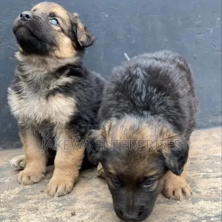 1-3 months Male Purebred German Shepherd
