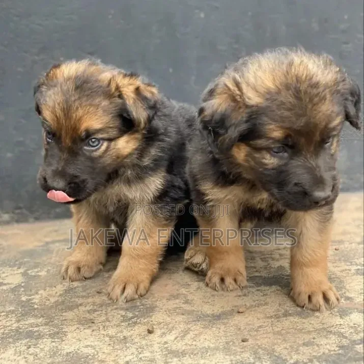 1-3 months Male Purebred German Shepherd