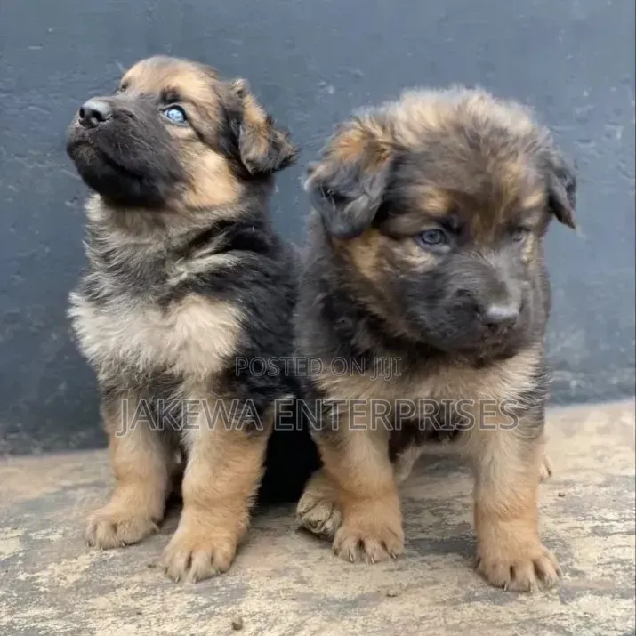 1-3 months Male Purebred German Shepherd
