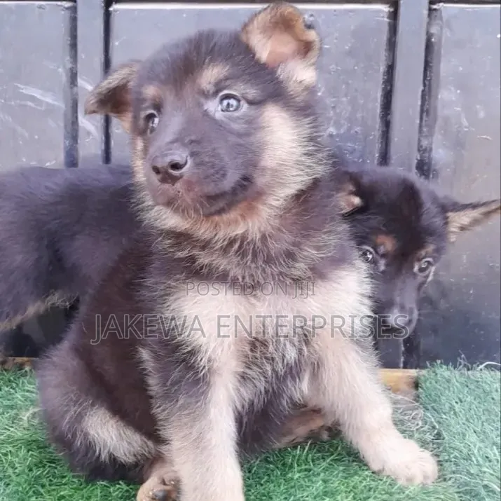 1-3 months Male Purebred German Shepherd