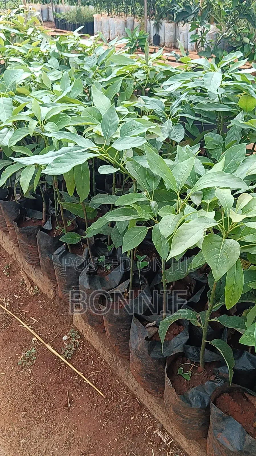 Quality Hass Avocado Seedlings for Sale