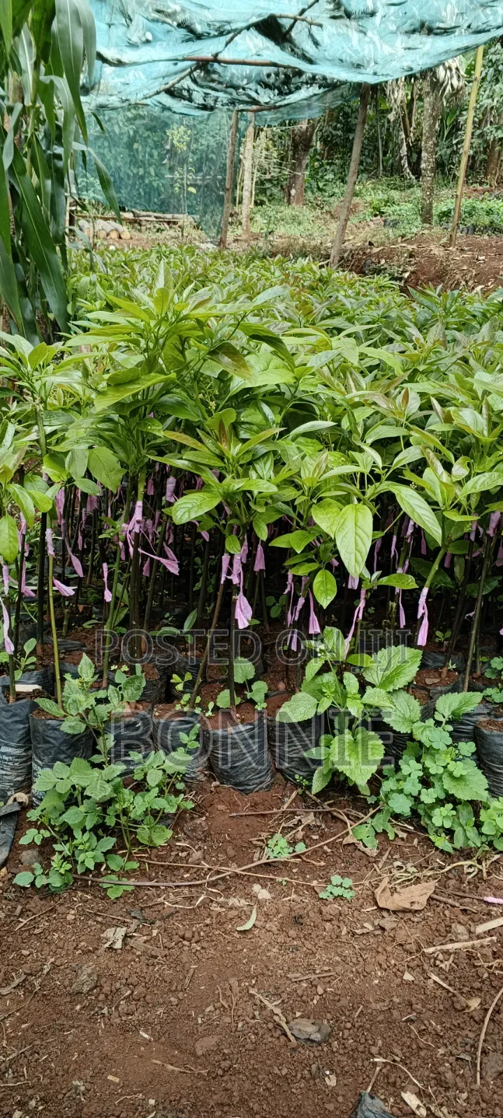 Quality Hass Avocado Seedlings for Sale
