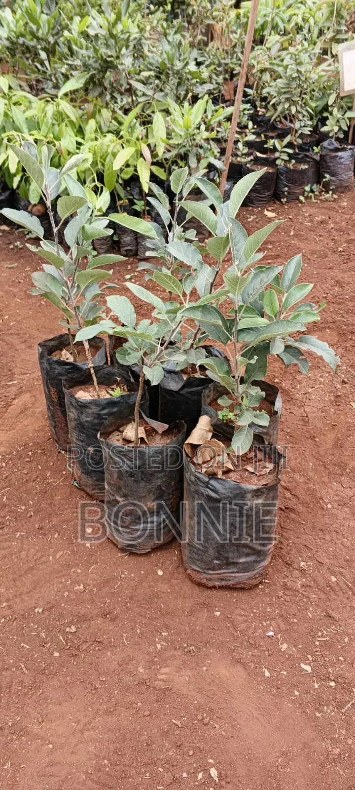 Apple Seedlings -Vigorous and Ready for Planting