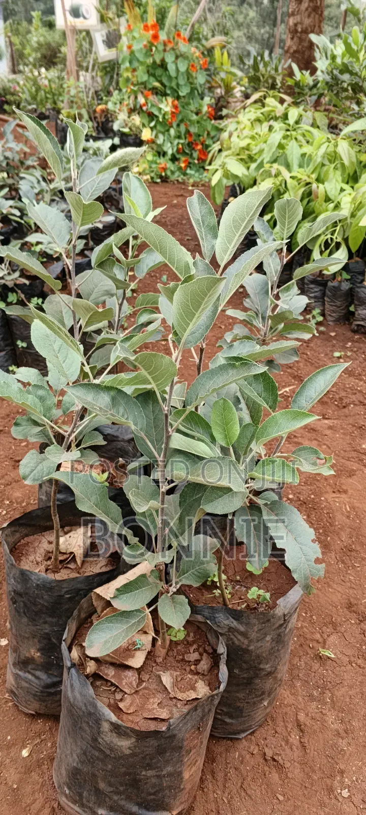 Apple Seedlings -Vigorous and Ready for Planting