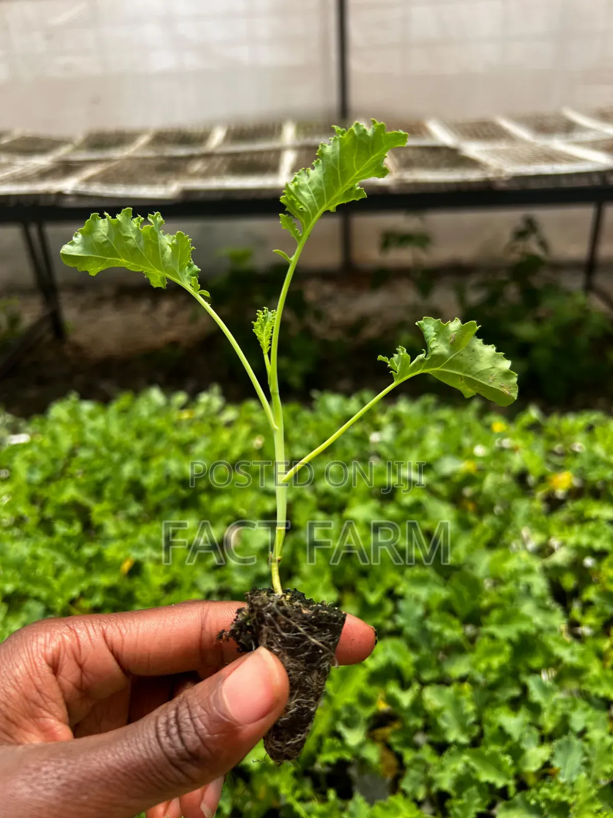 Health Curly Kale Seedlings