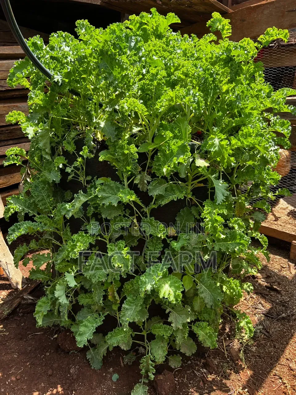 Health Curly Kale Seedlings