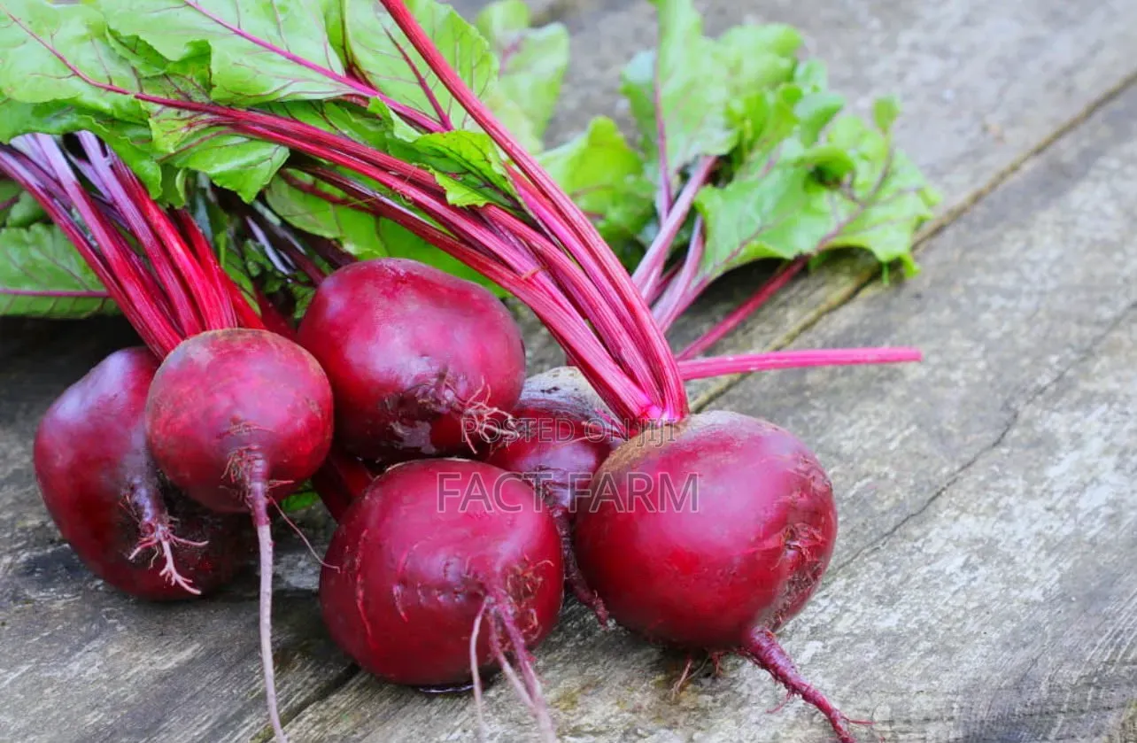 Healthy Beetroot Seedlings