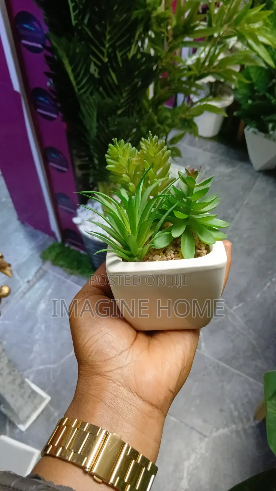 Succulent Flowers Classy Interior
