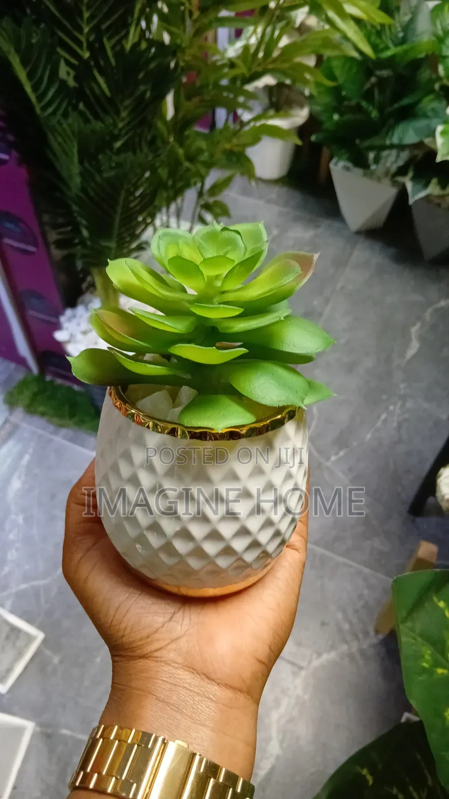Succulent Flowers Classy Interior