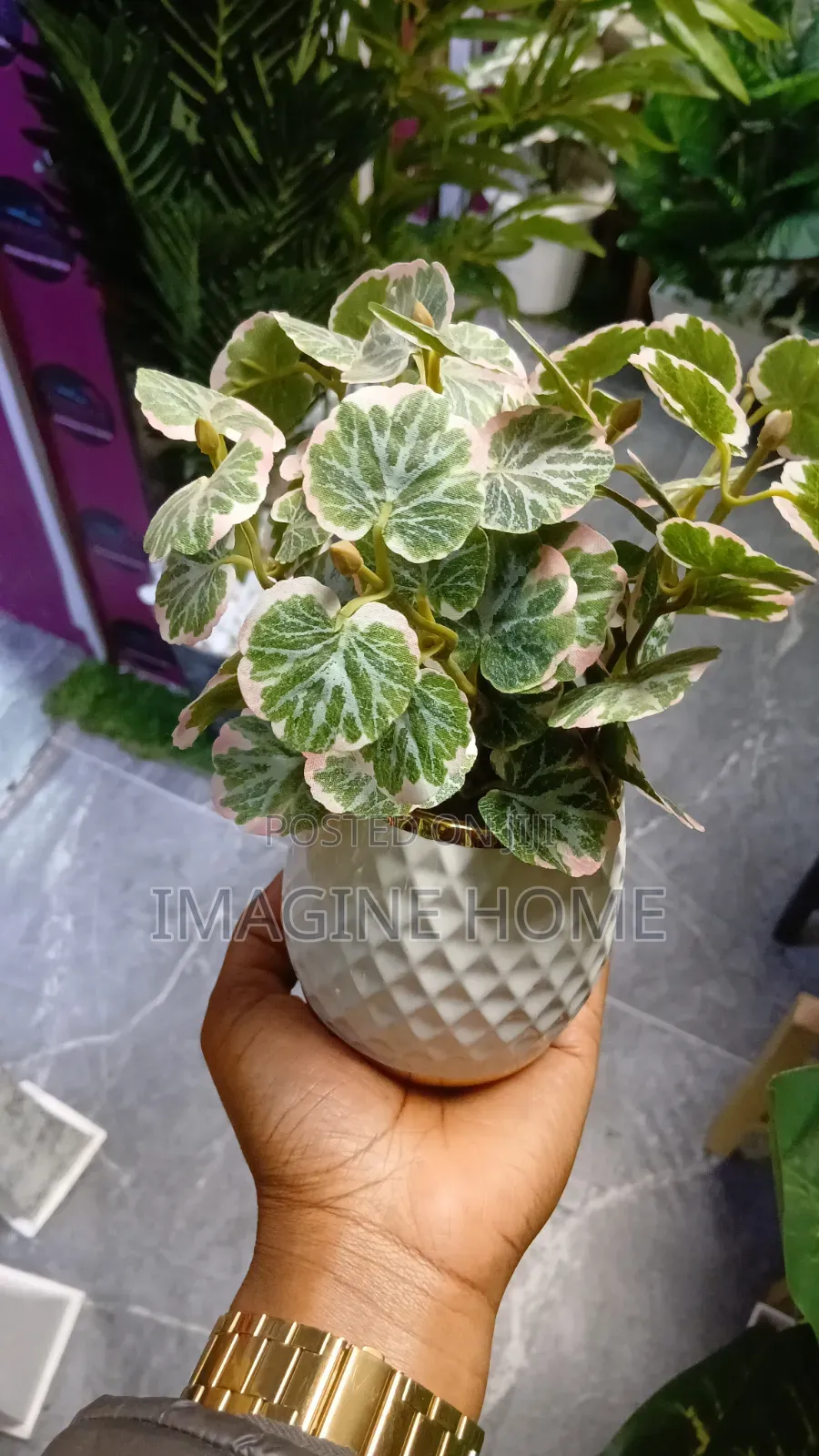 Elegant Succulent Flowers