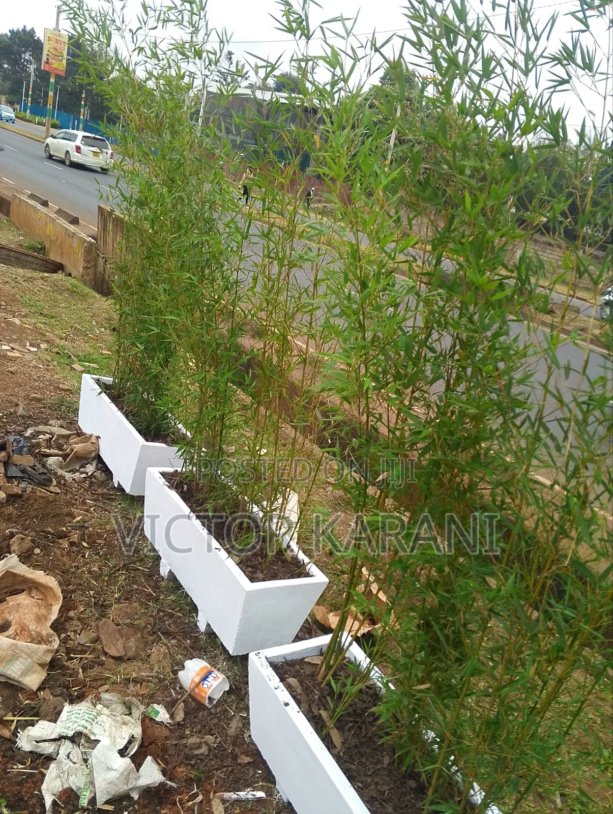 Potted Bamboos