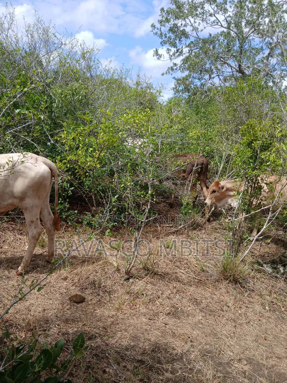 7 Acres Forsale in Malindi Boreshingwaya