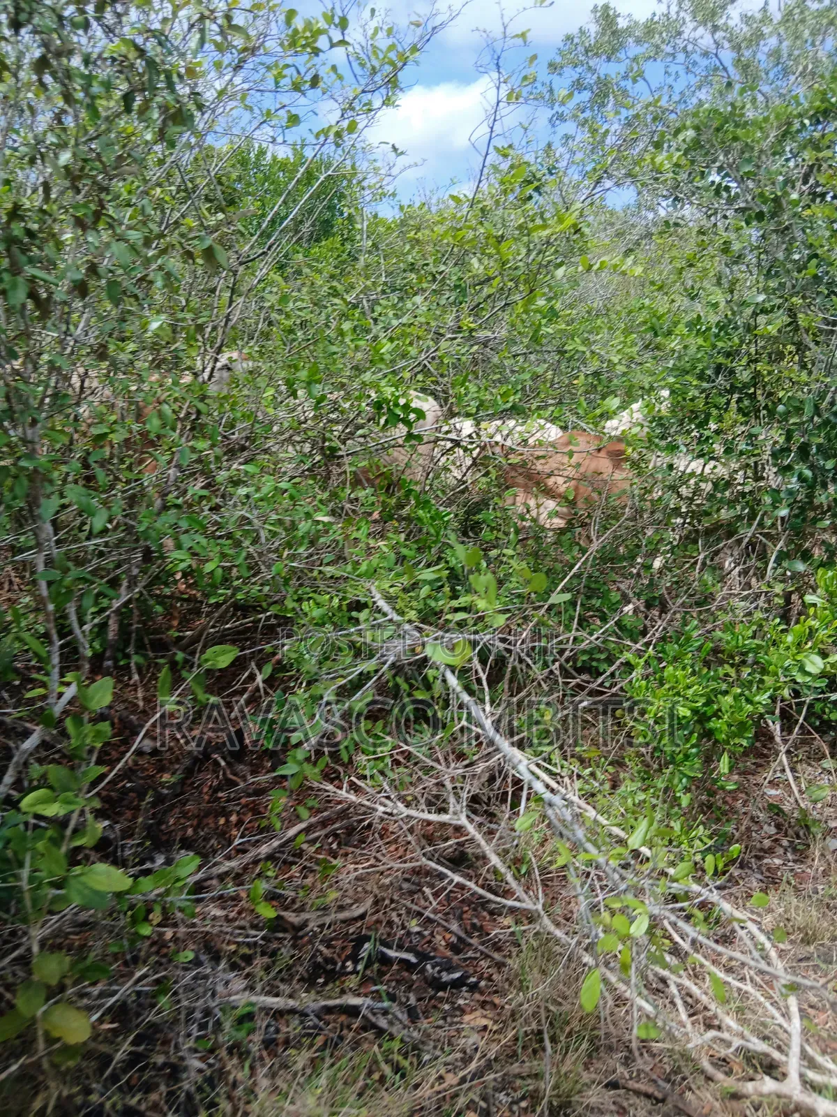 7 Acres Forsale in Malindi Boreshingwaya