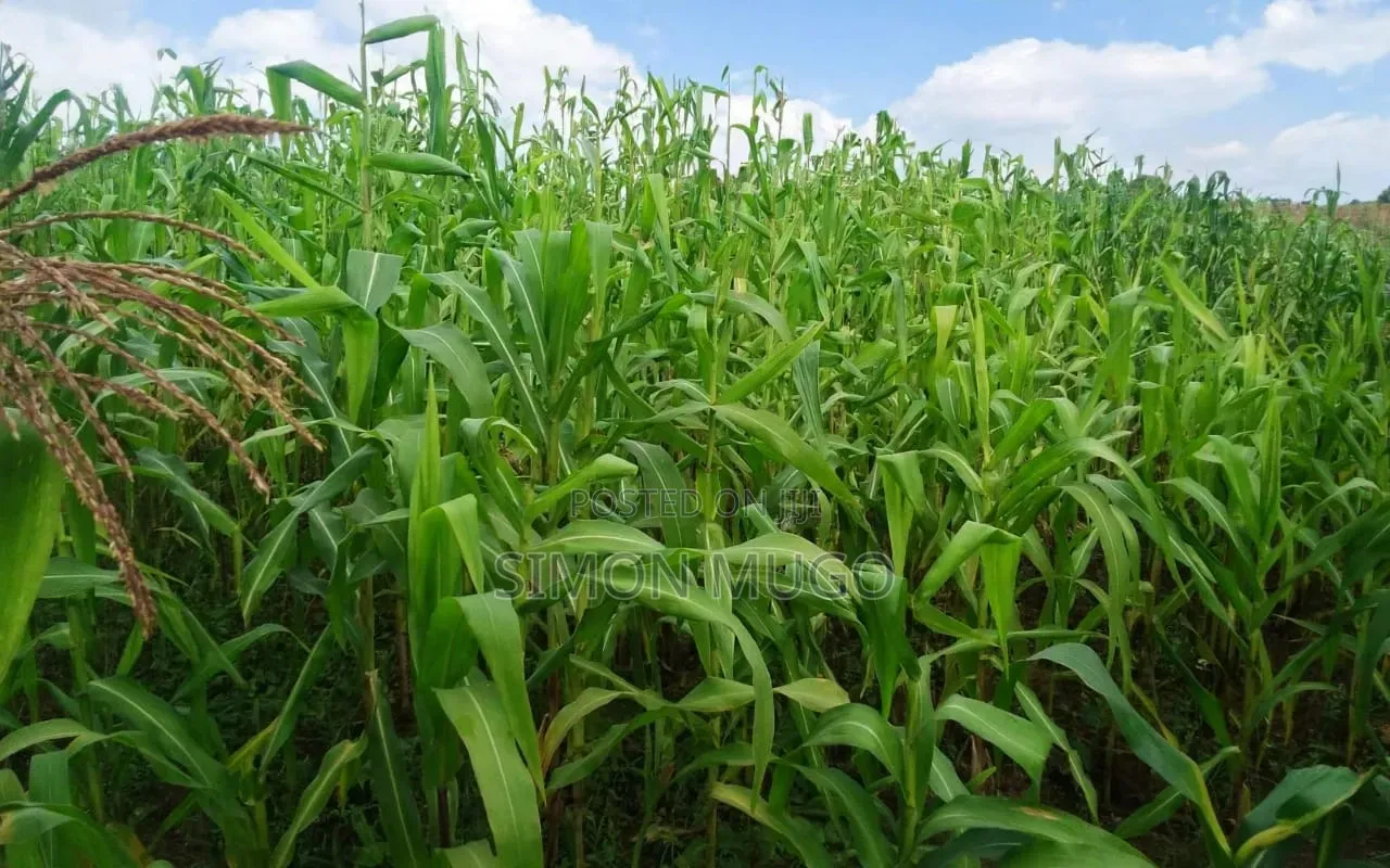Mugumo Estate Kamiti Road Prime Well Drained Red Soil 1/4 Acre
