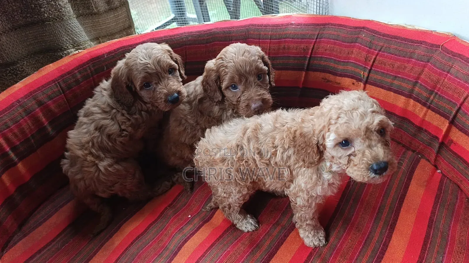 1-3 months Female Purebred Poodle