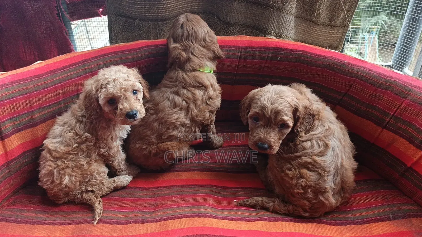 1-3 months Female Purebred Poodle