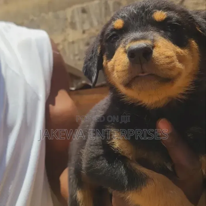 1-3 months Male Purebred Rottweiler