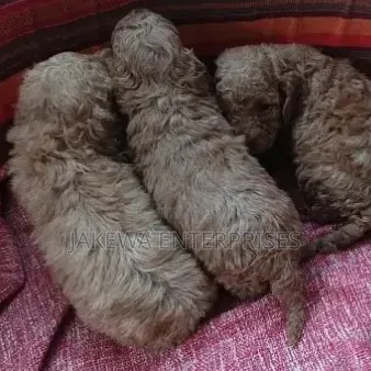 1-3 months Male Purebred Poodle