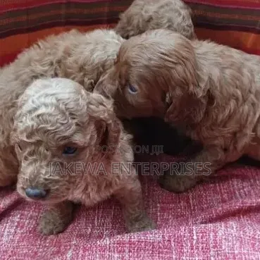 1-3 months Female Purebred Poodle
