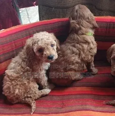 1-3 months Female Purebred Poodle