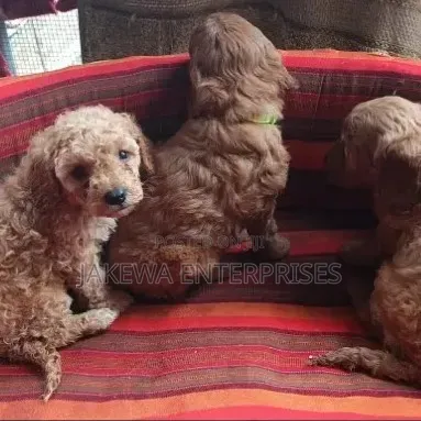 1-3 months Male Purebred Poodle