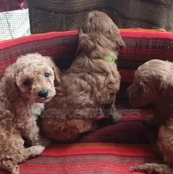 1-3 months Female Purebred Poodle