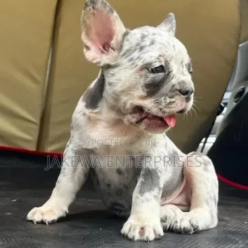 1-3 months Male Purebred French Bulldog