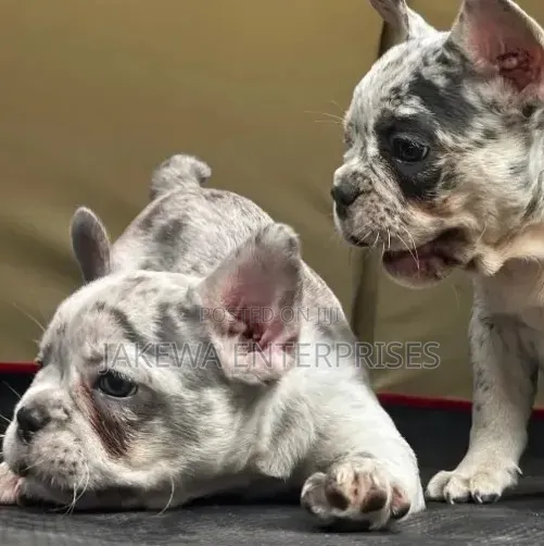 1-3 months Female Purebred French Bulldog