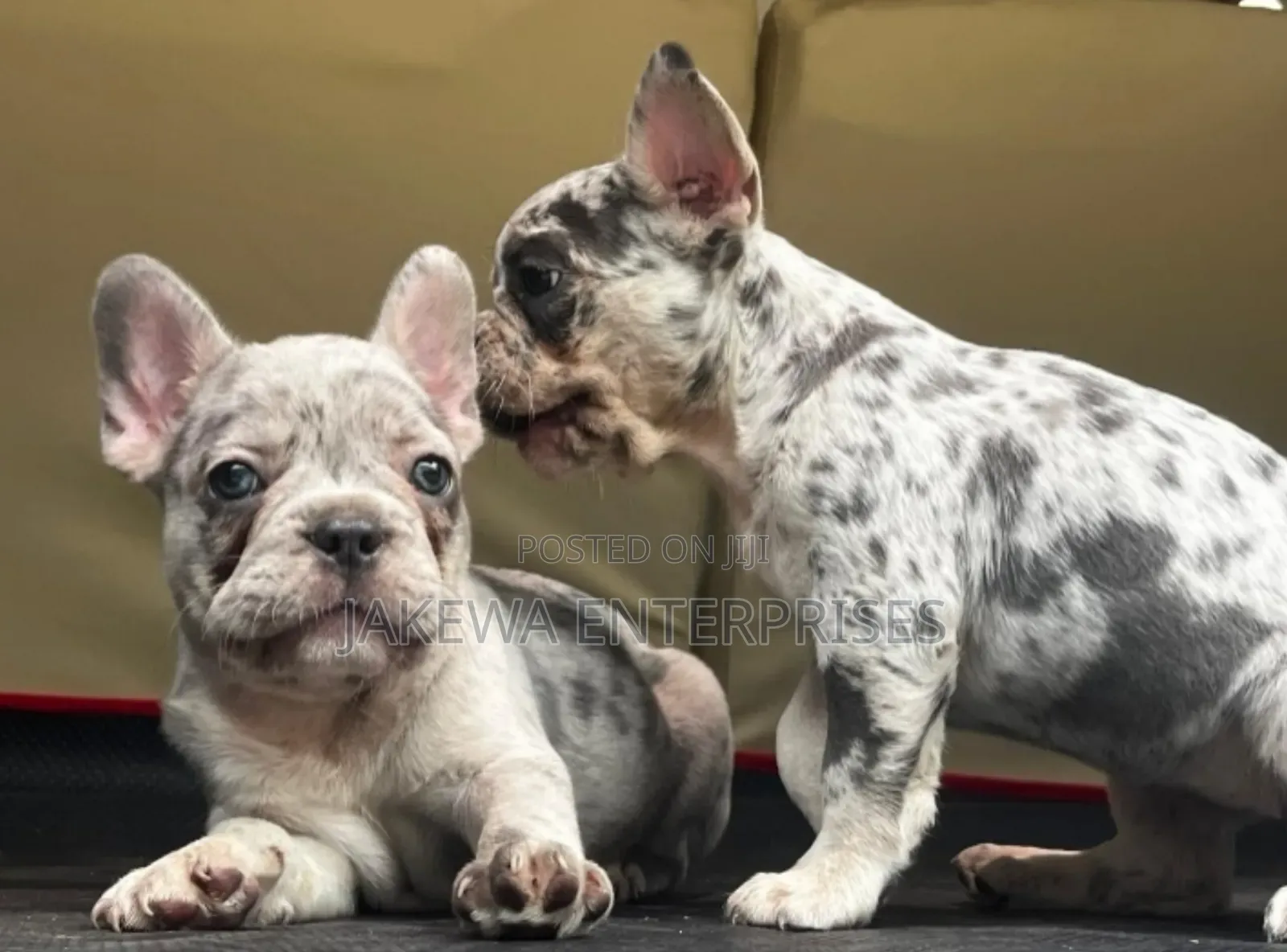 1-3 months Male Purebred French Bulldog