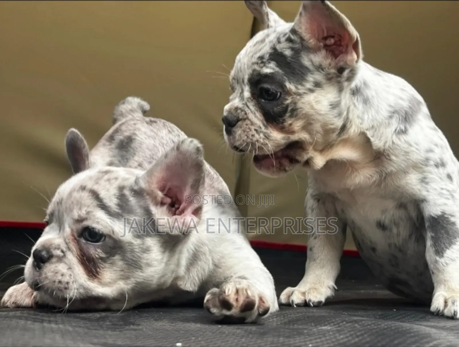 1-3 months Female Purebred French Bulldog
