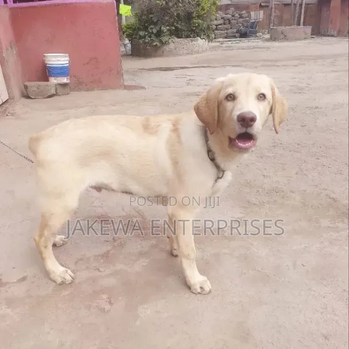 3-6 months Male Purebred Labrador Retriever