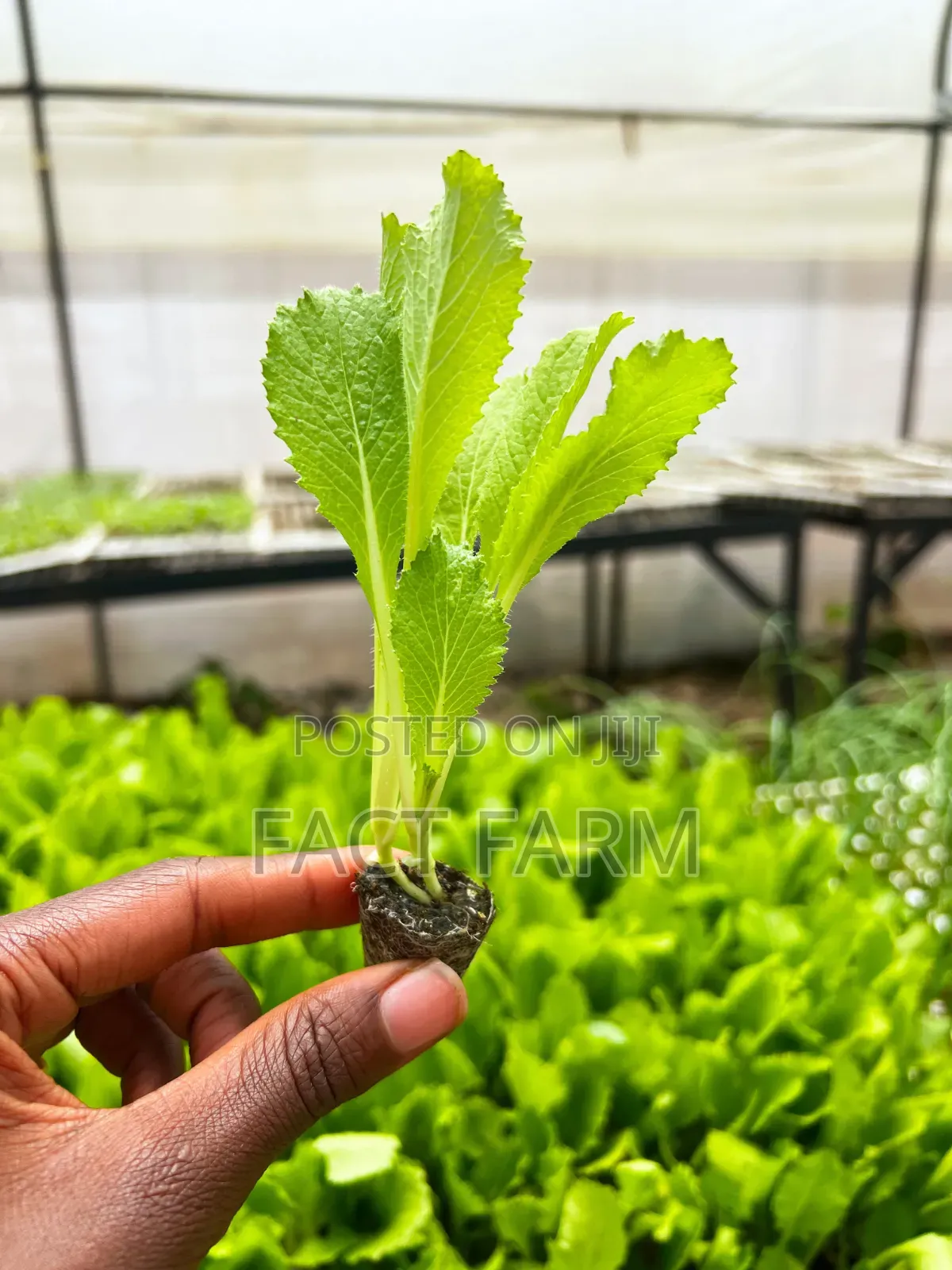 Chinese Cabbage Seedlings Vegetables