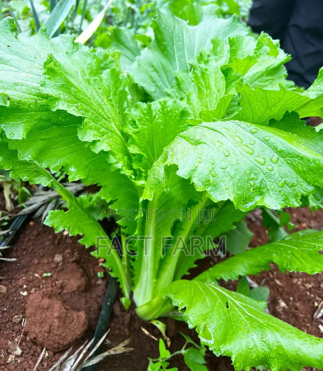 Chinese Cabbage Seedlings Vegetables