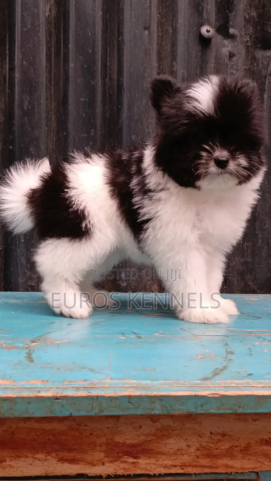 1-3 months Female Purebred Havanese