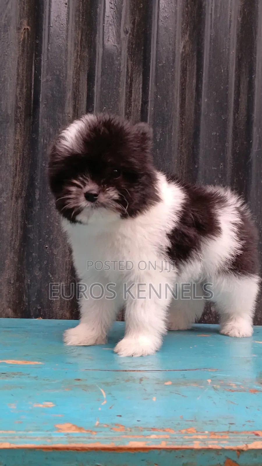 1-3 months Female Purebred Havanese