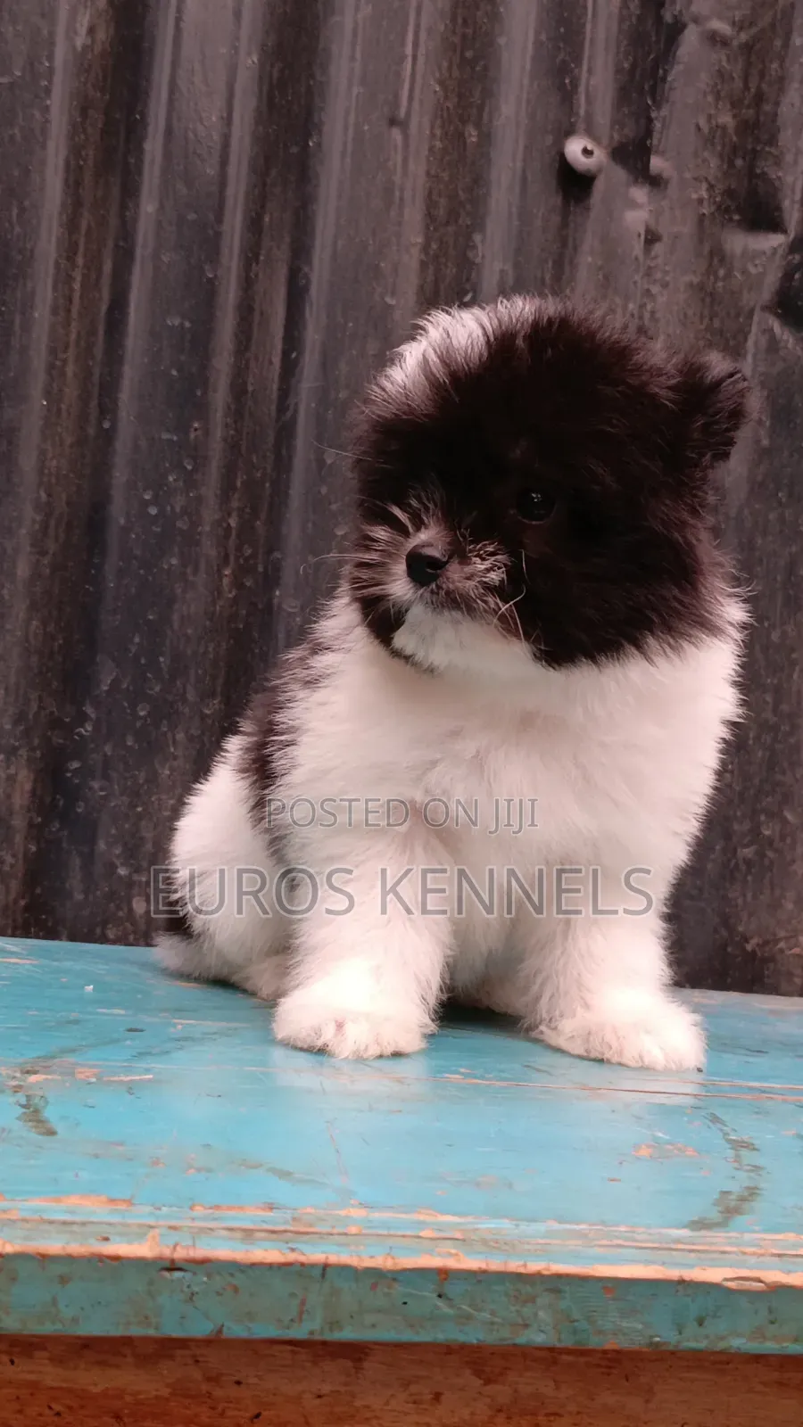 1-3 months Female Purebred Havanese