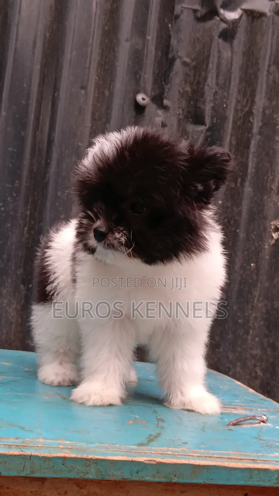 1-3 months Female Purebred Havanese