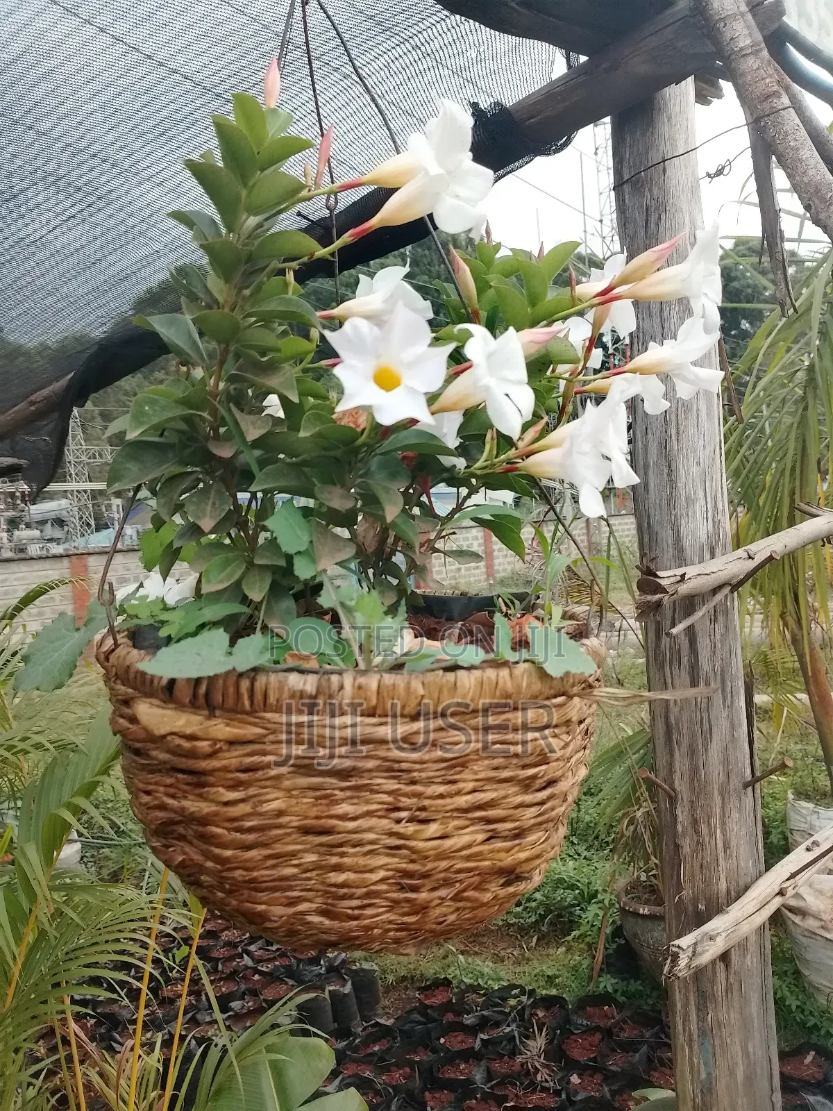 Hanging Baskets