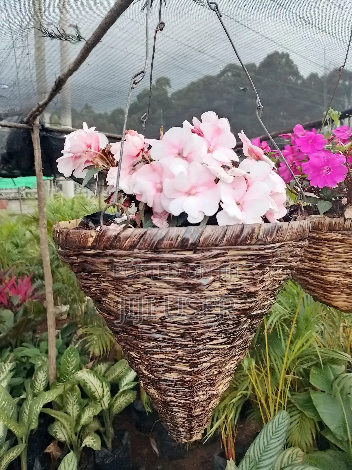 Hanging Baskets